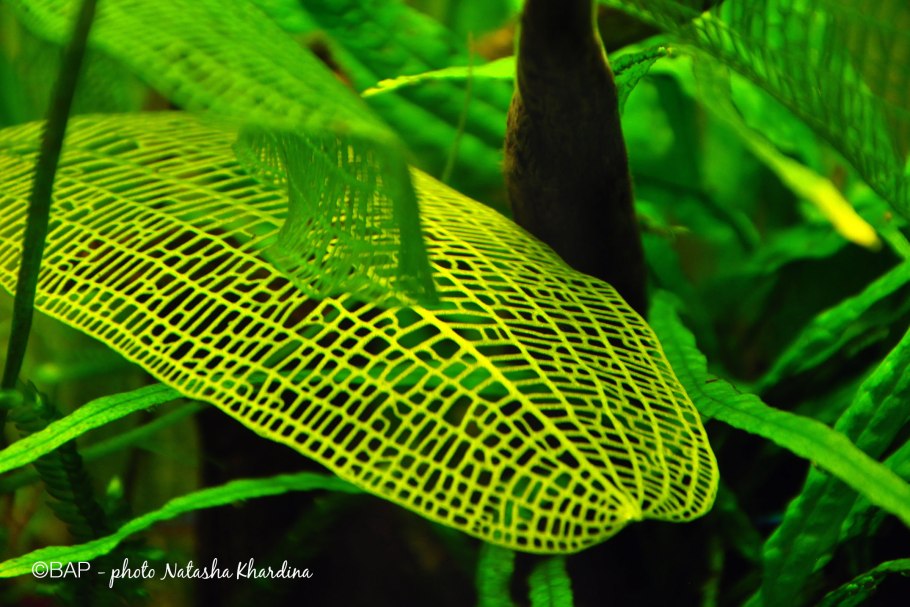 Апоногетон живородящий цветение