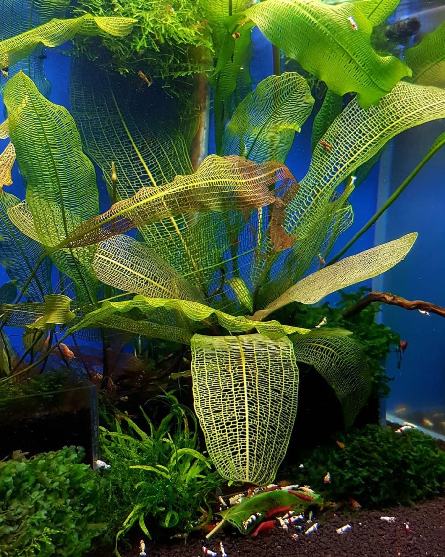 Апоногетон боивинианус (Aponogeton boivinianus)