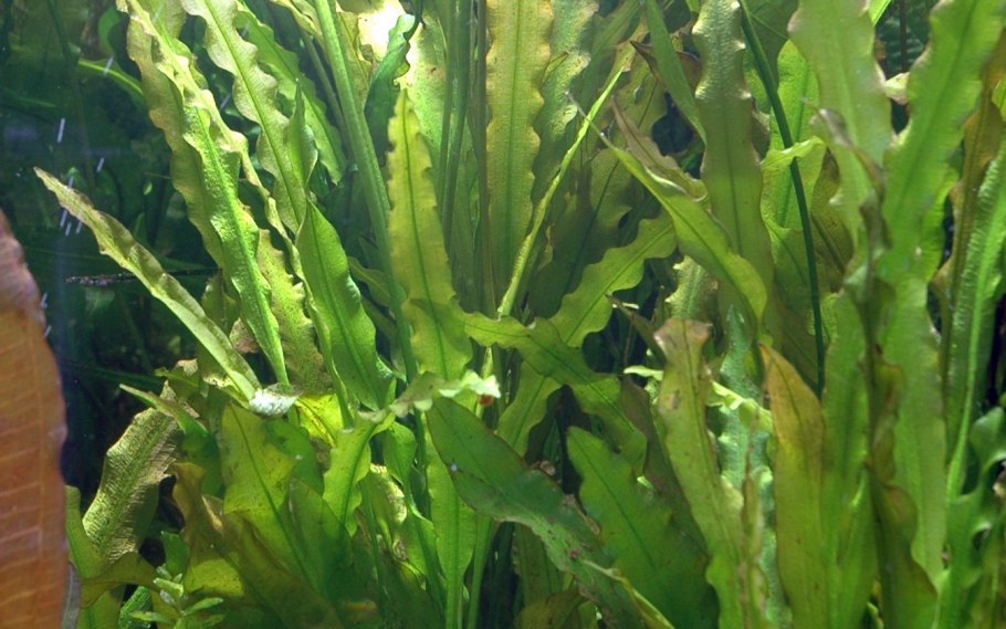 Апоногетон Боивина