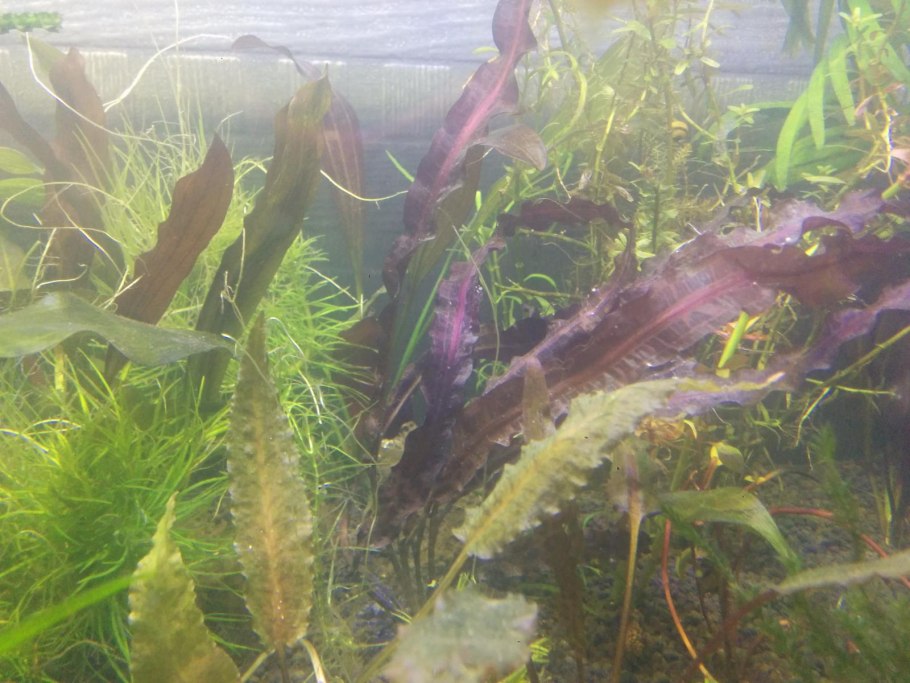 Апоногетон жёстколистный