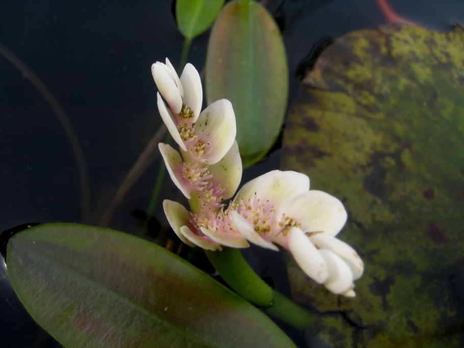 Апоногетон мадагаскарский