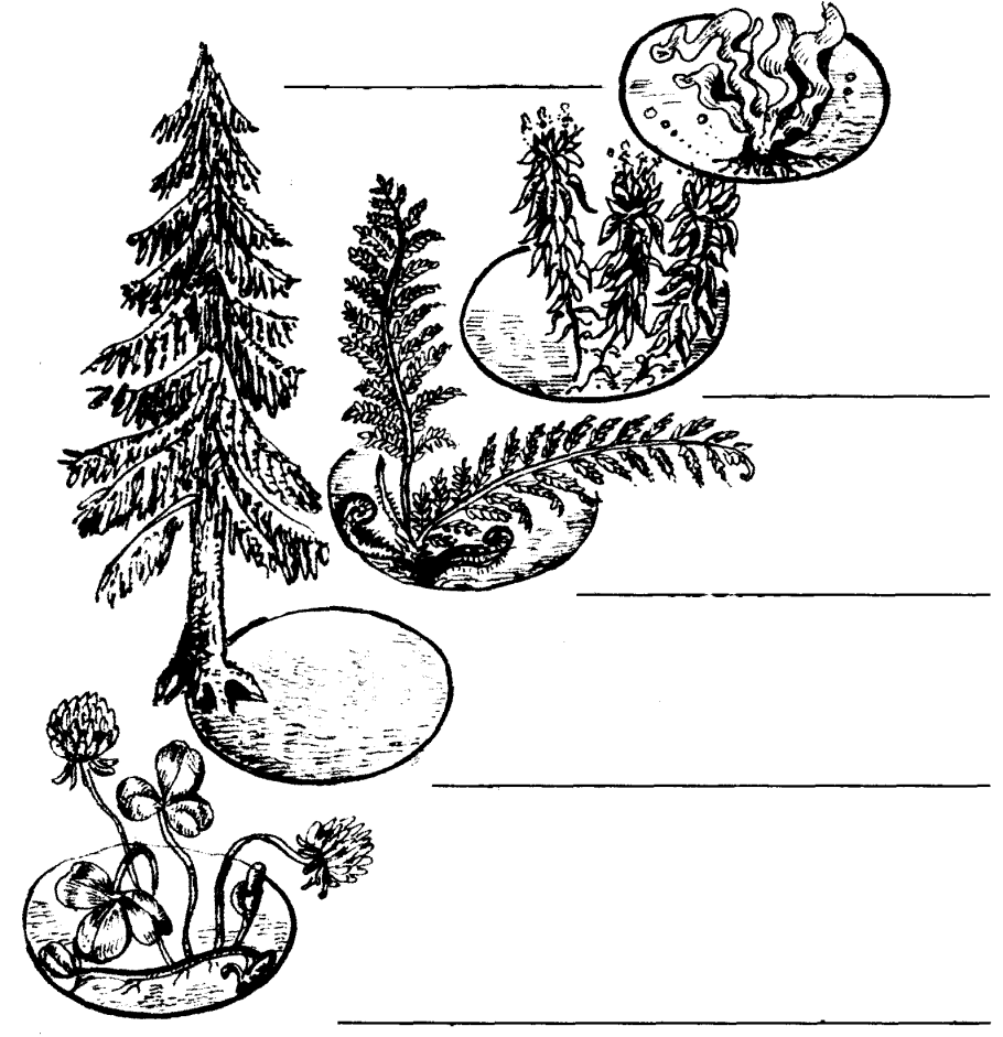 Ель сосна Кедровая сосна пихта лиственница