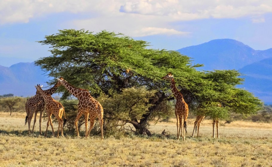 Жирафовая Акация