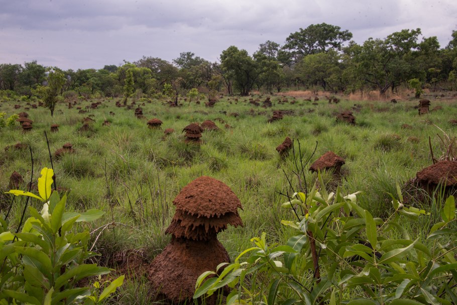 Центральная Африка природа