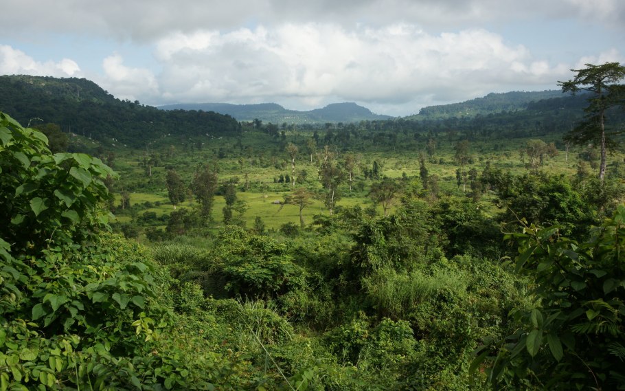 Субтропический лес Африки