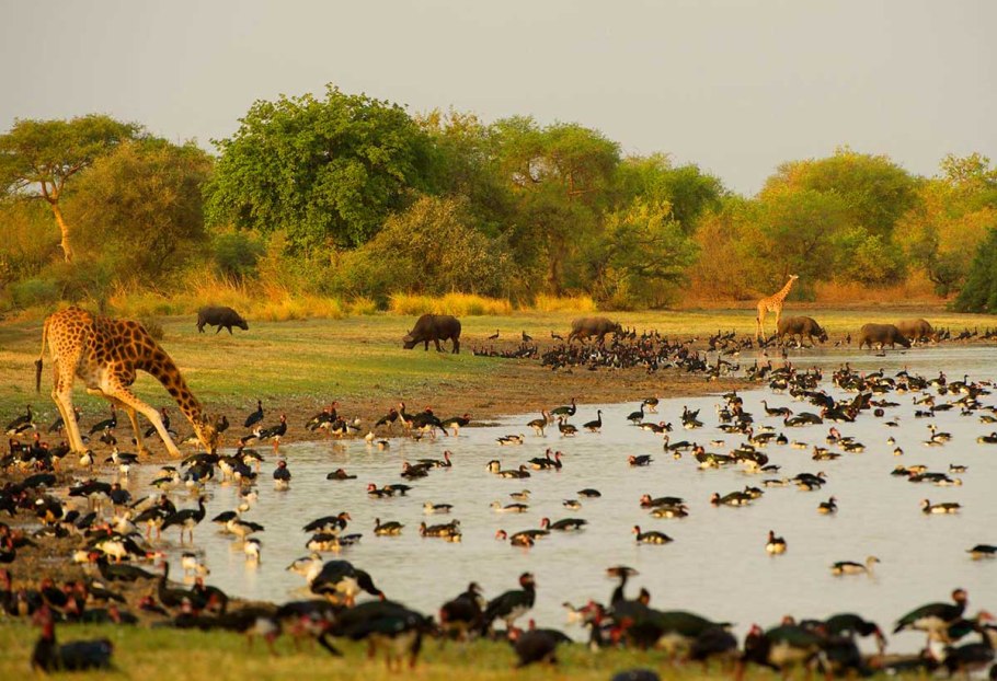 Парк в Чаде Закума