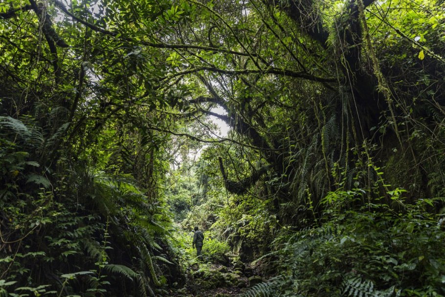 Национальный парк Вирунга (Африка)