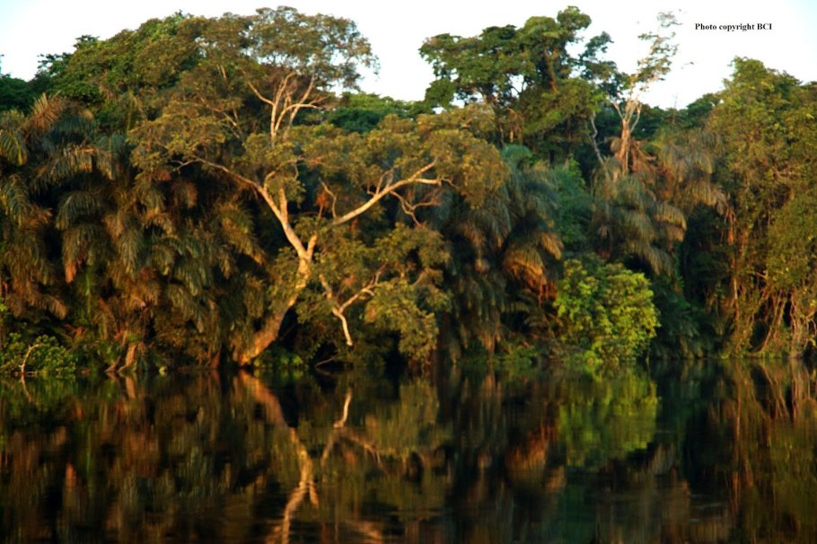 Тропические леса Демократической Республики Конго