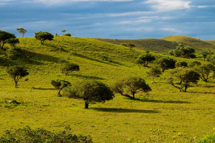 Саванны Мозамбика