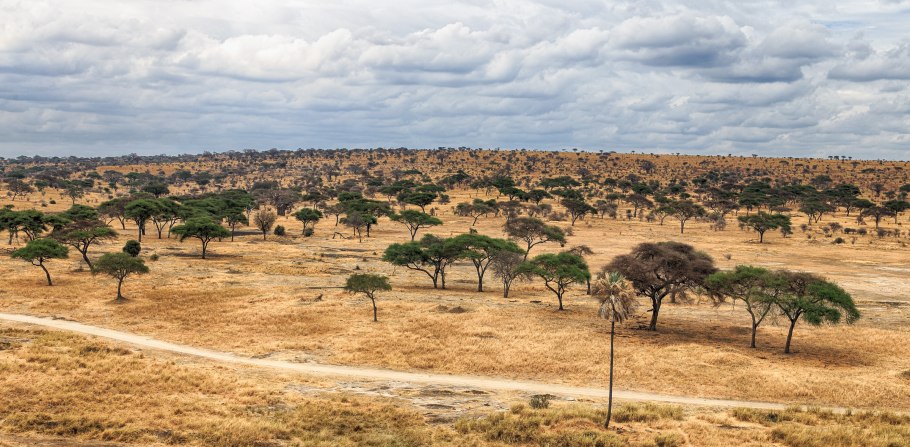 Культуры в саванне
