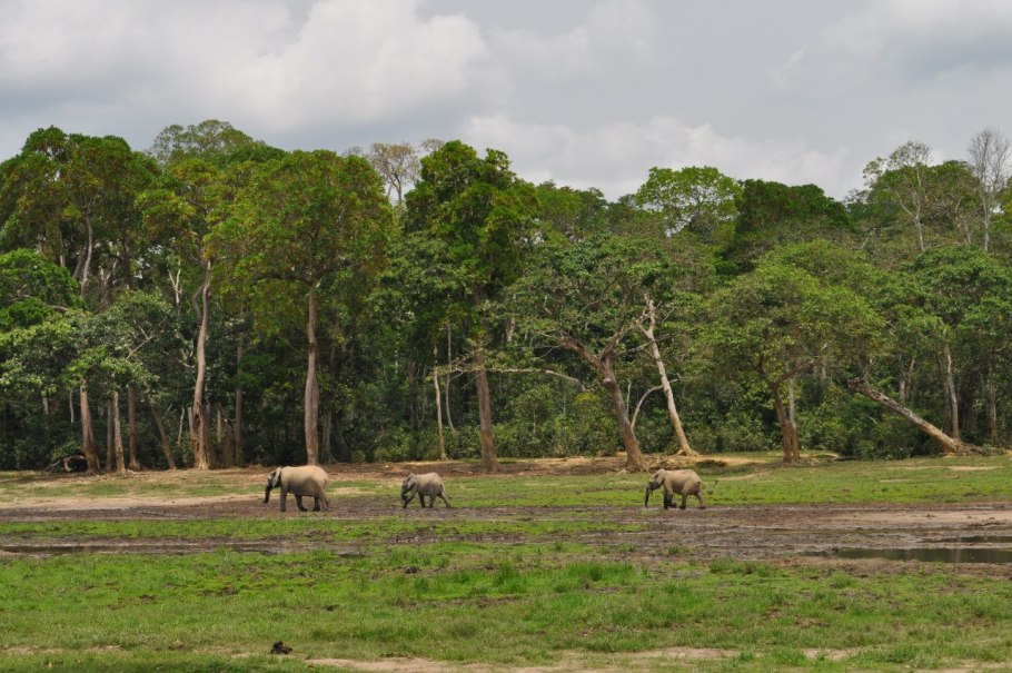 Национальный парк Маново-Гоунда-сен-Флорис