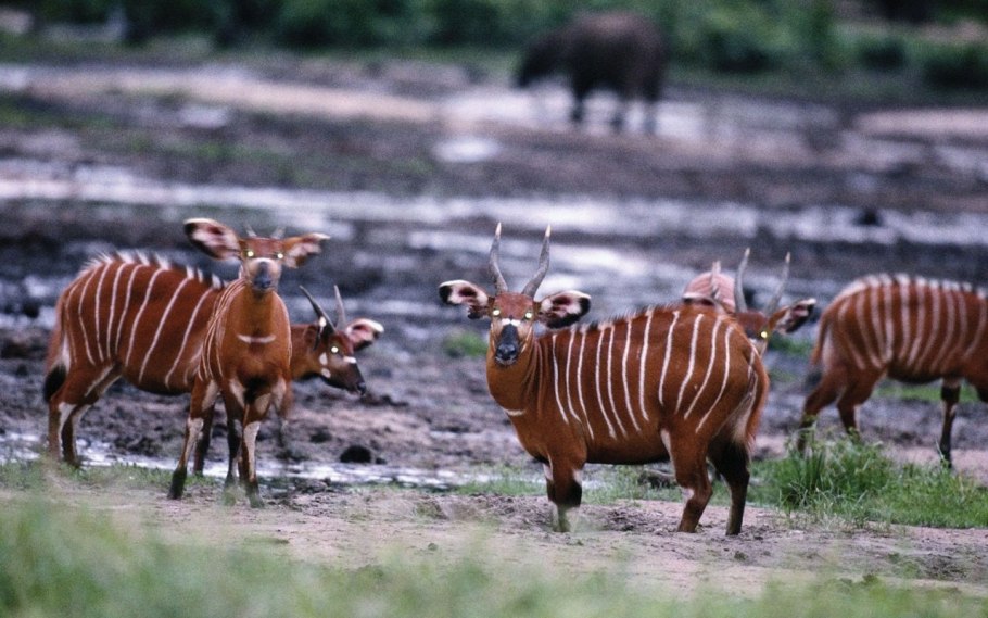 Национальный парк Баминги Бангоран