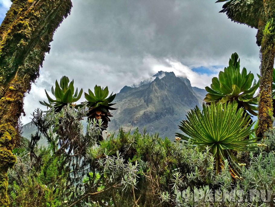 Национальный парк Рувензори-Маунтинс