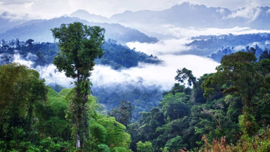 Тропические леса амазонки, Южная Америка