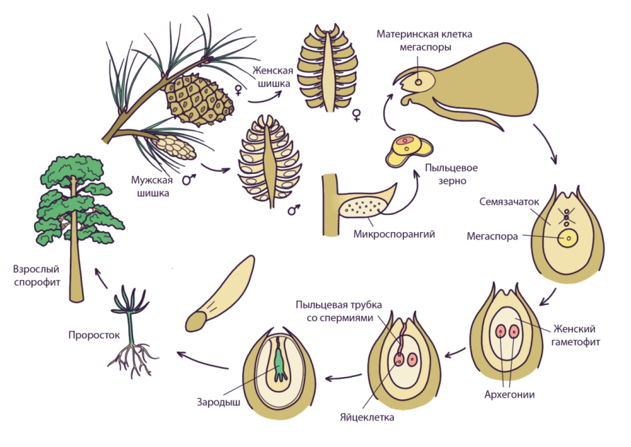 Строение женского гаметофита. Жизненный цикл голосеменных. Цикл развития голосеменных схема. Цикл голосеменных растений схема. Размножение голосеменных растений схема.