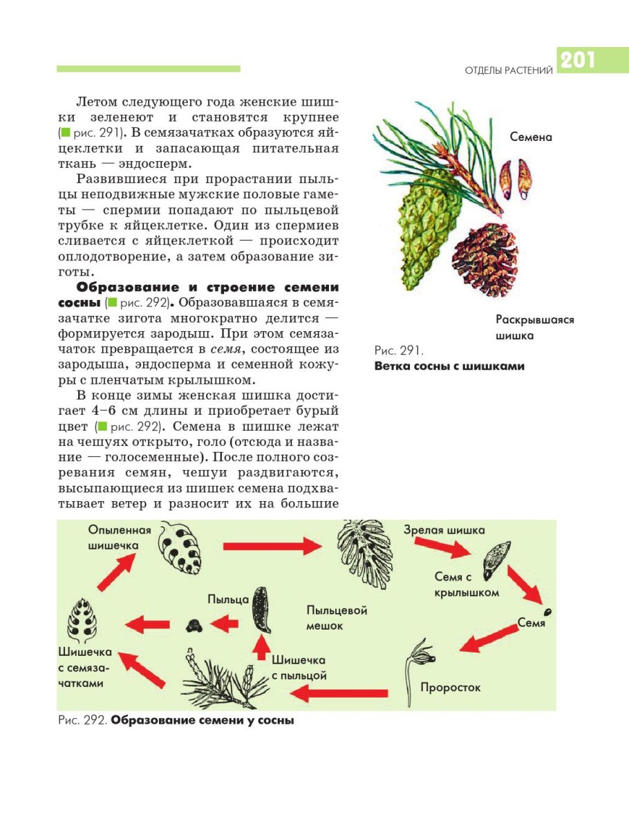 Зародыш семени сосны