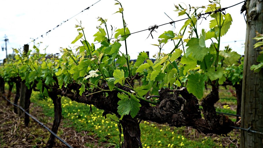 Однолетняя лоза винограда