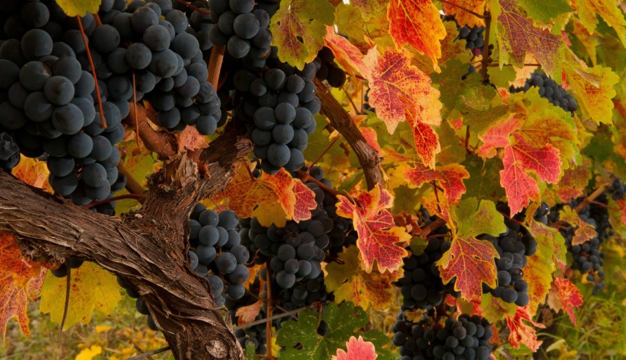 Грузия виноградники