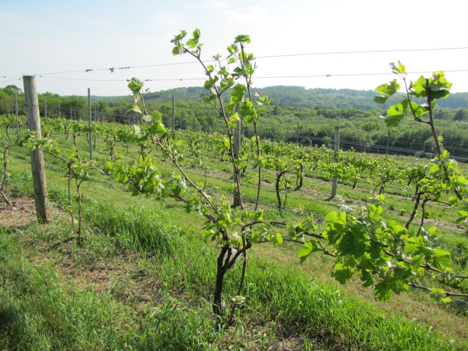 Шпалера для виноградника