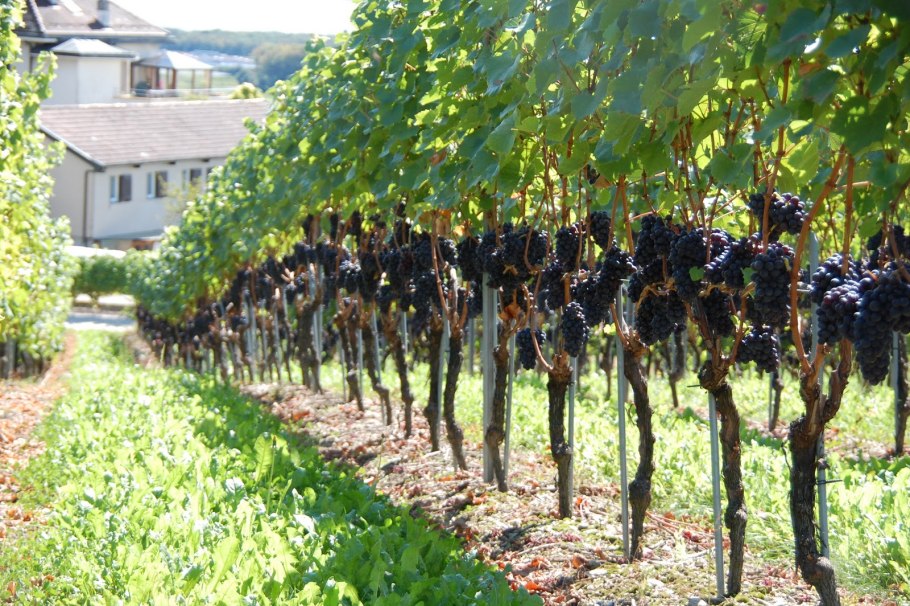 Лоза винограда в огороде