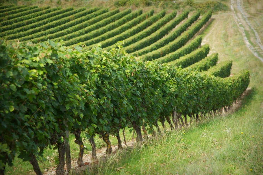 Долина Лауры виноградники