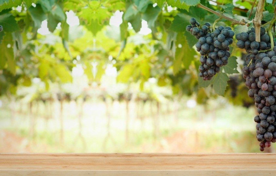 Виноградная лоза Рубинштейн