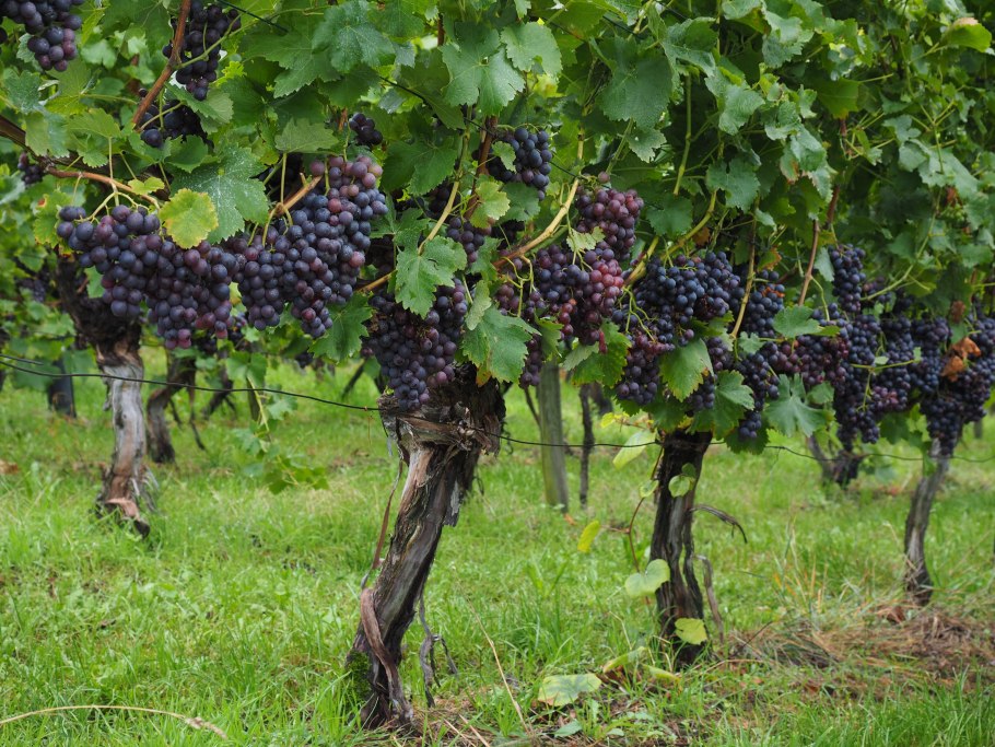 Виноград винный Vitis vinifera