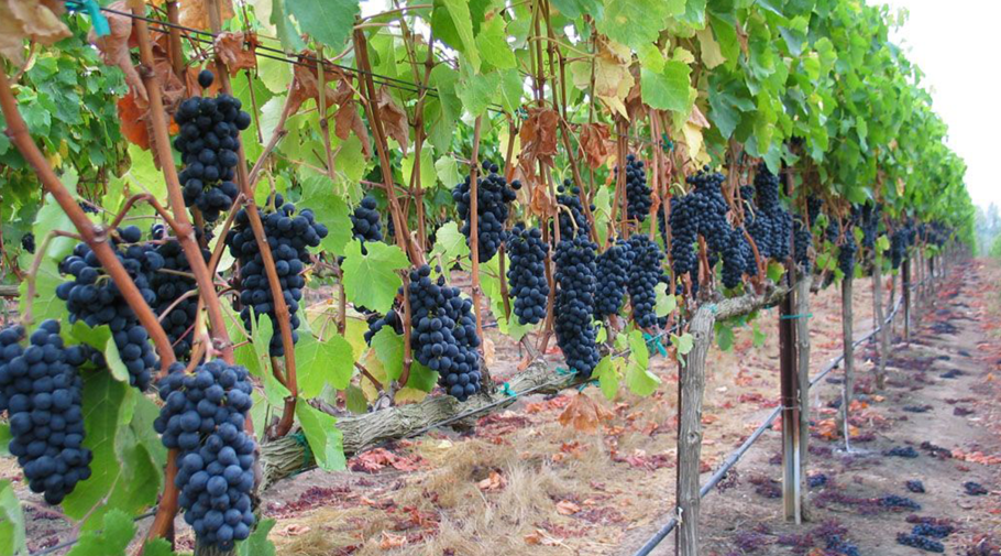 Виноград Южной Осетии