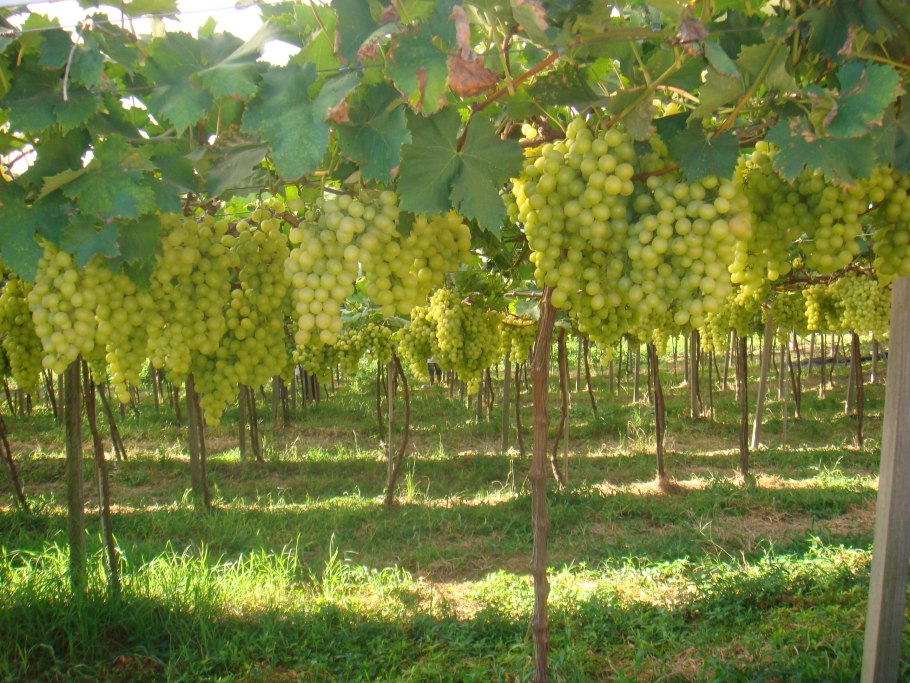 Виноград ранний ТСХА