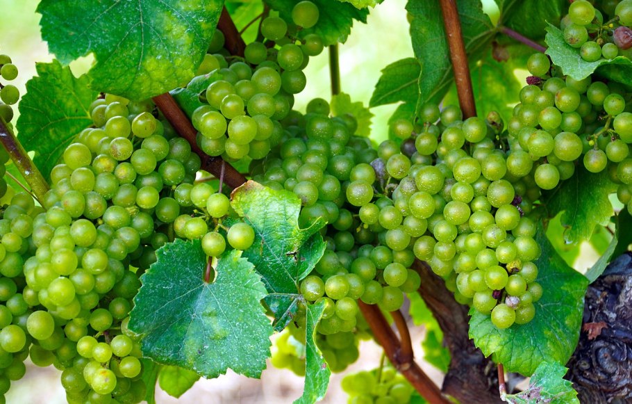 Виноград в саду