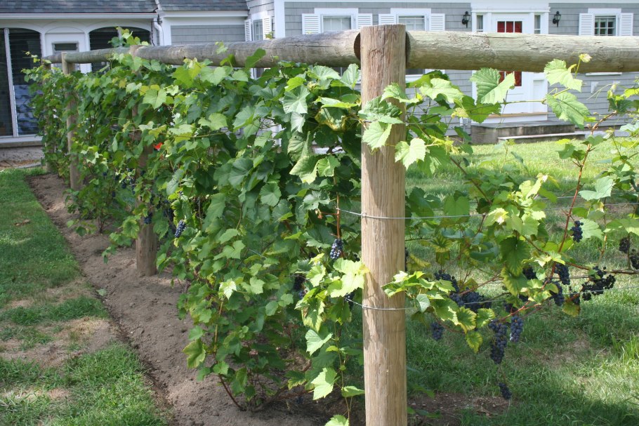 Виноград на садовом участке