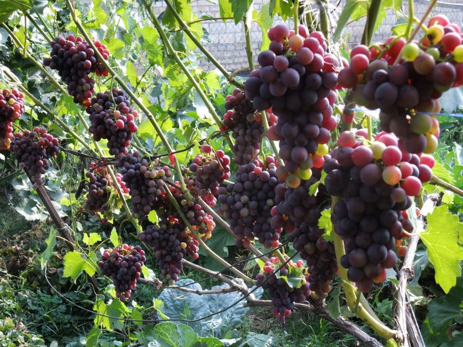 Ляна виноград куст