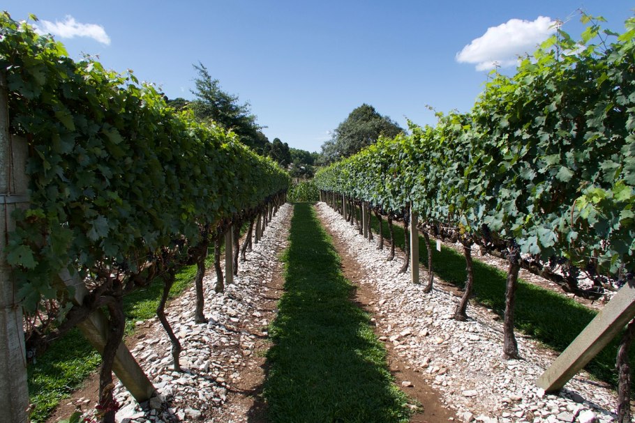 Виноградники Абхазии