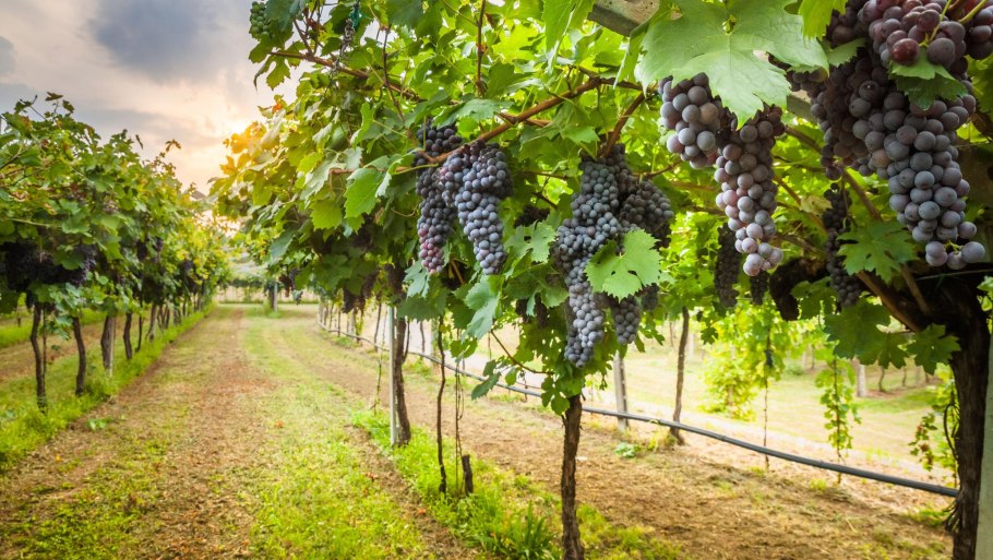 Виноградники Италии