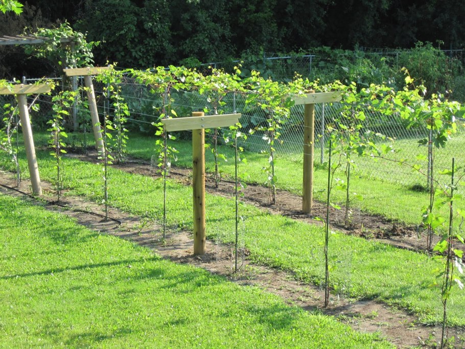 Grape Trellis