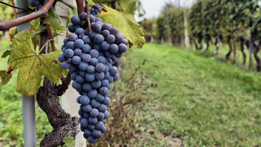 Рача Грузия виноградники