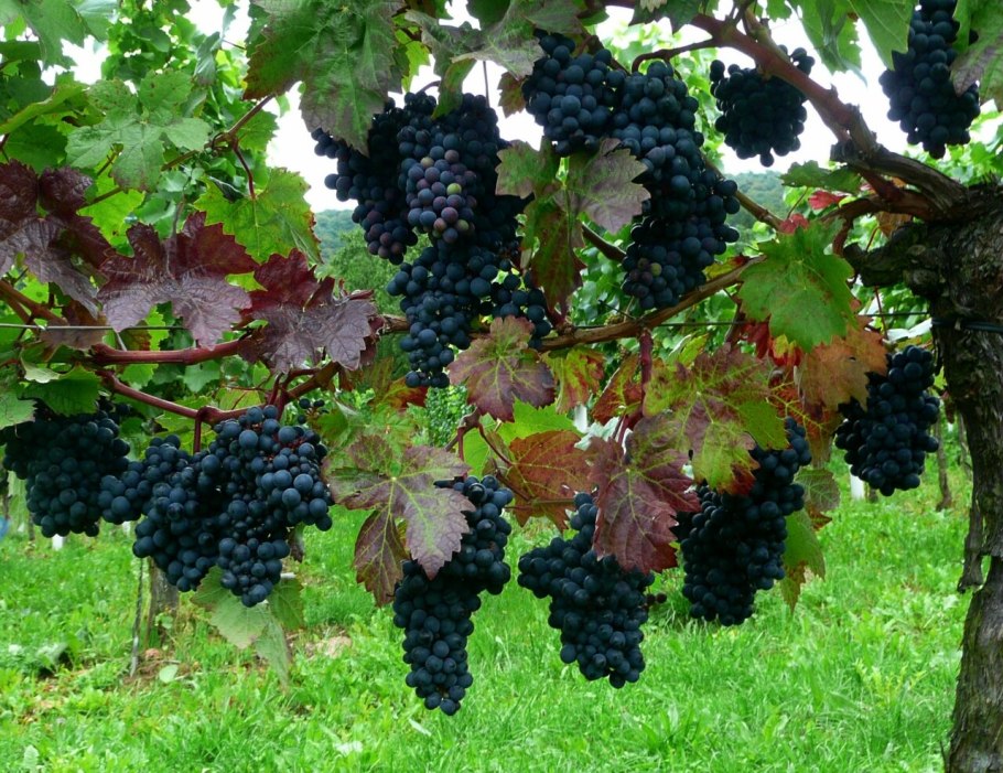 Виноград Тайфи Таджикистан