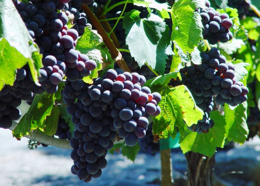 Молдавский Мерло виноград