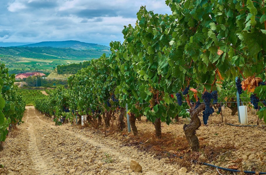 Крым виноградники Дюрсо