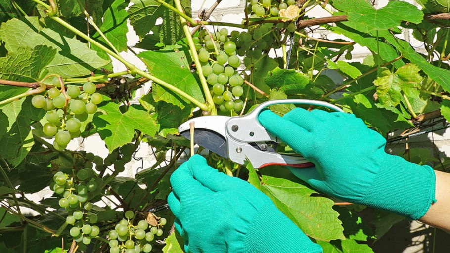Пинцировка винограда
