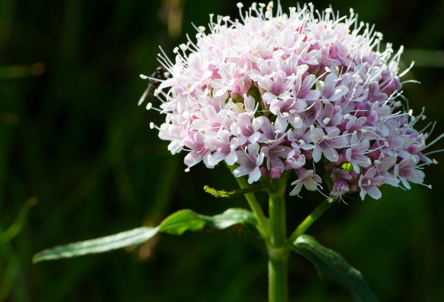 Valeriana officinalis семейство