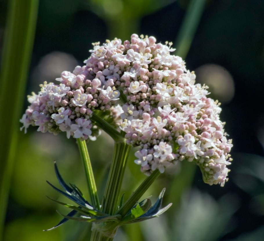 Валериана (Valeriána officinális)