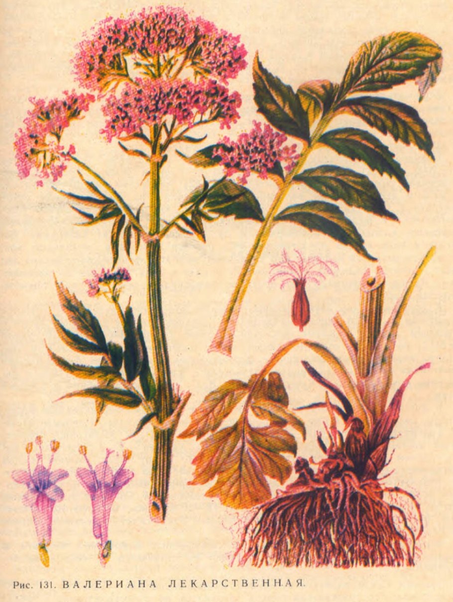 Valeriana officinalis l.