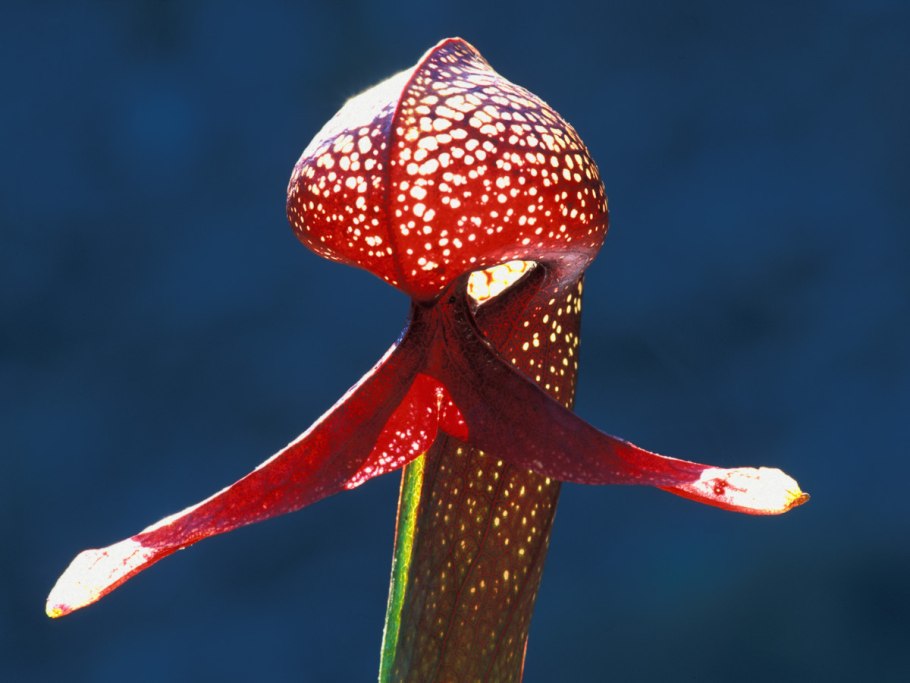 Дарлингтония Калифорнийская