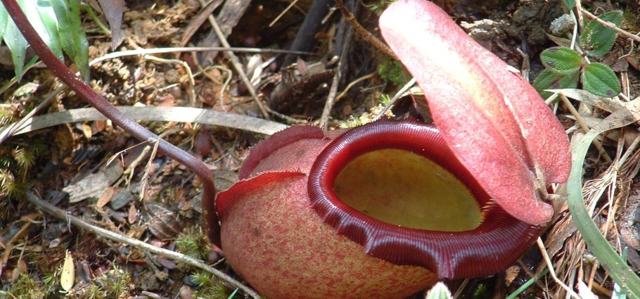 Непентес Nepenthes мышь