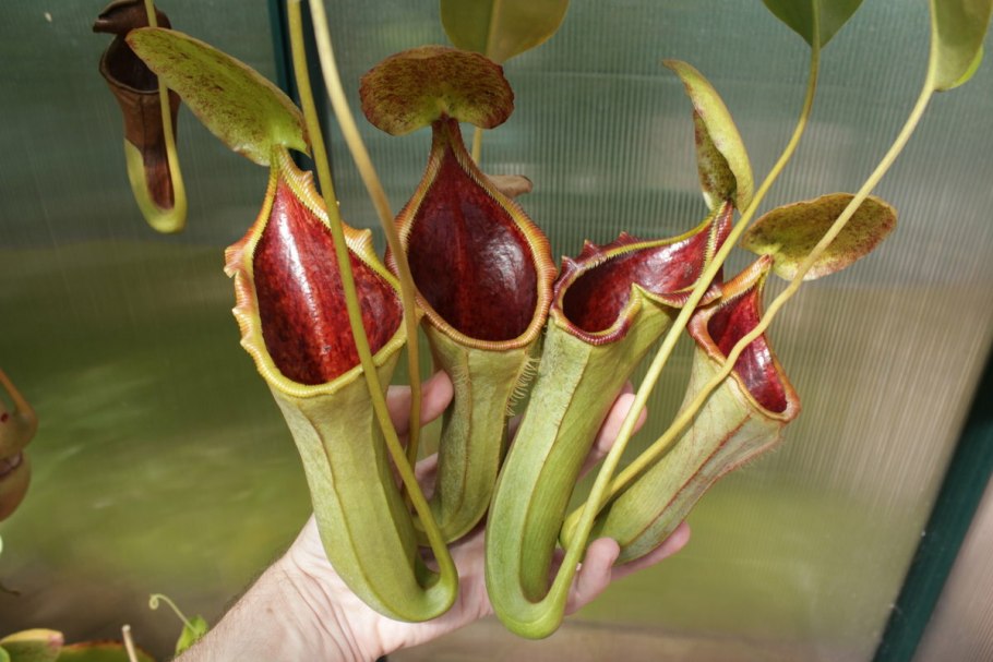 Непентес растение хищник