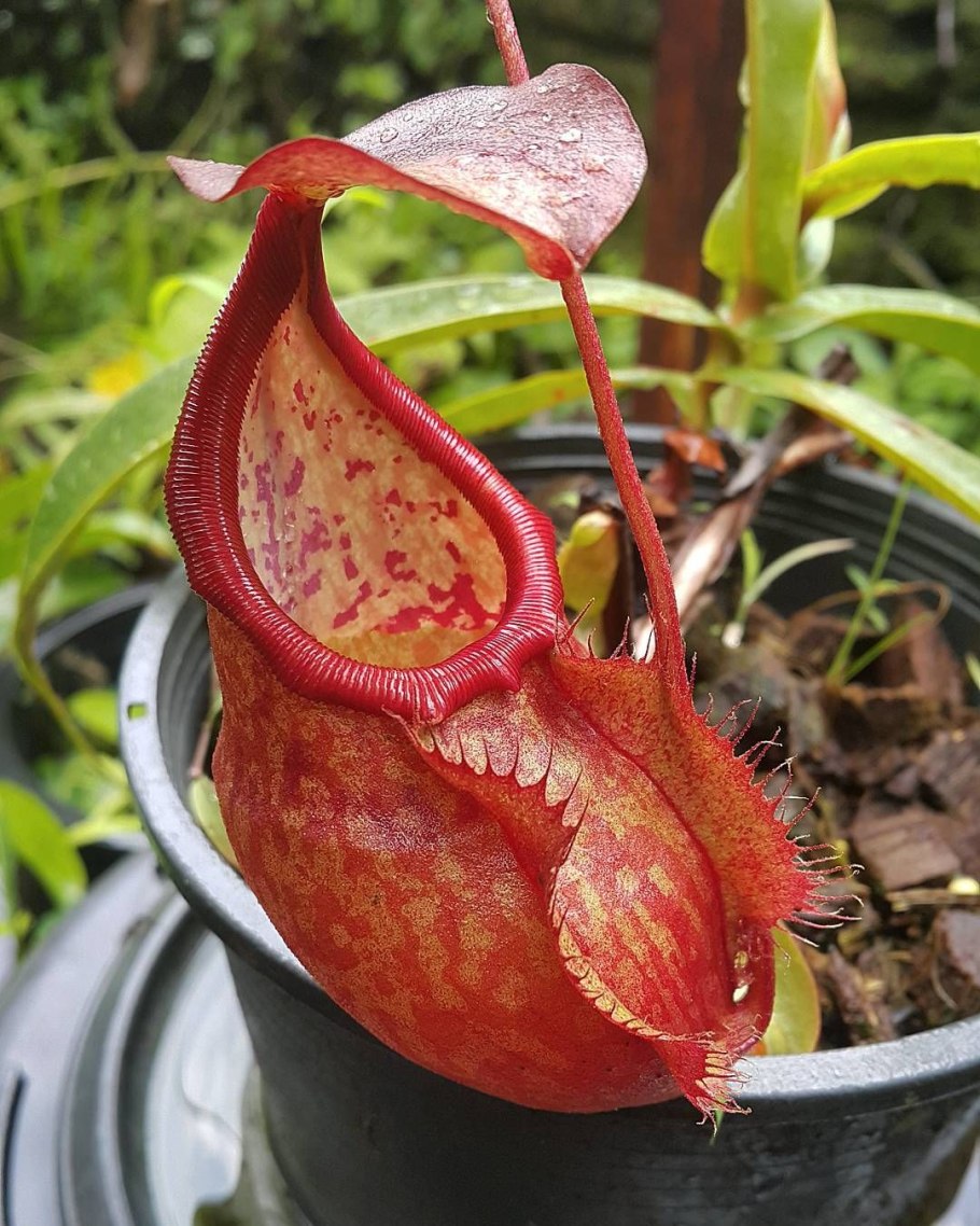 Непентес Хенсли