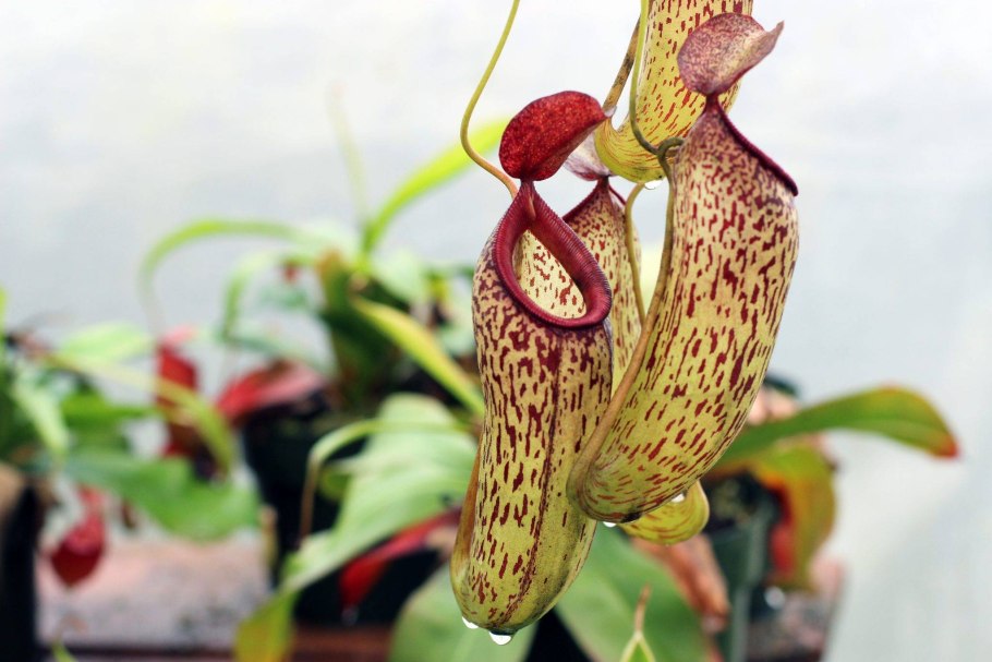 Непентес растение хищник