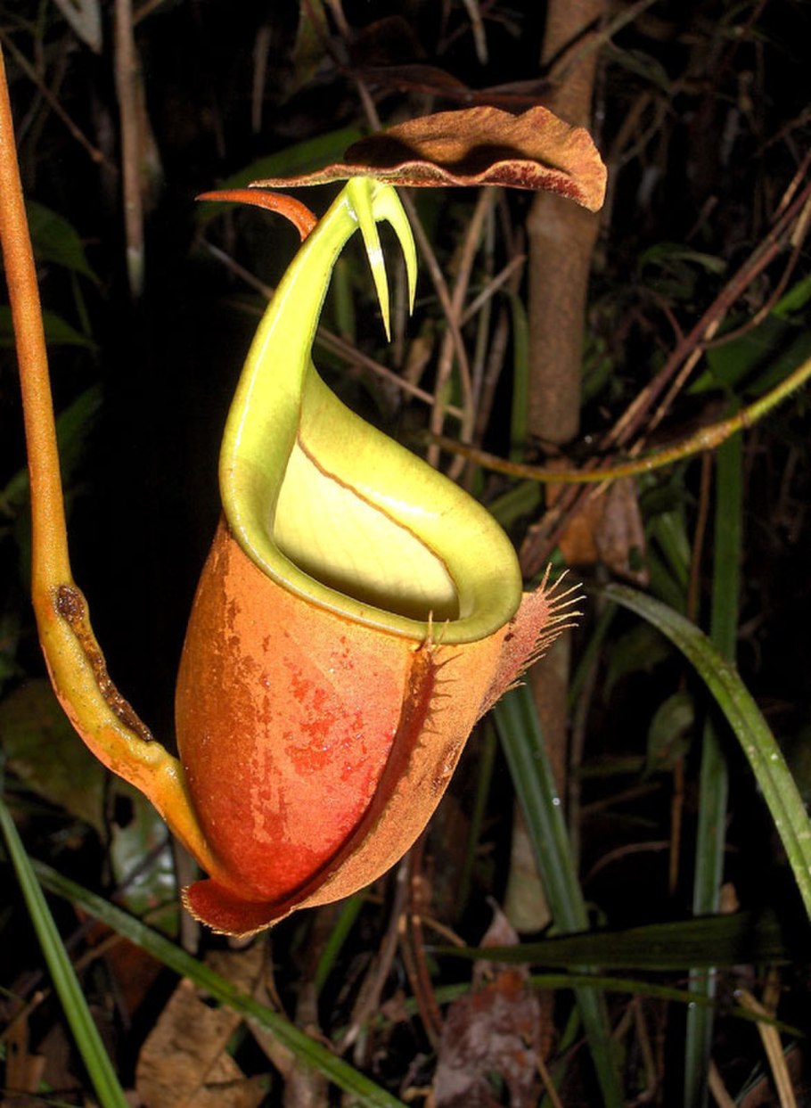 Nepenthes lingulata