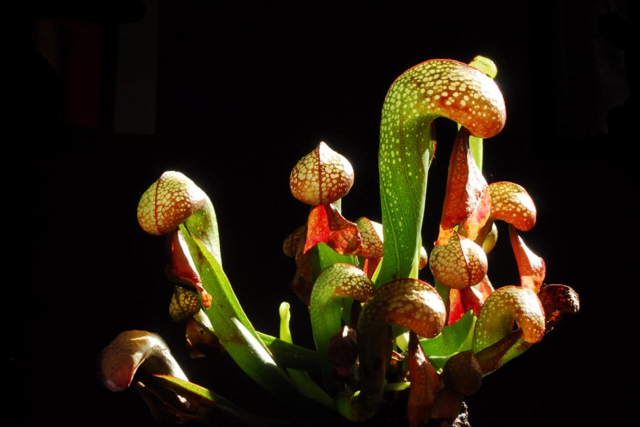 Дарлингтония растение хищник